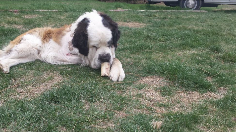 Enjoying a soup bone