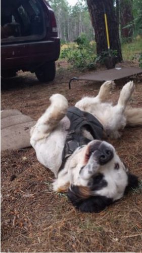 Look at that precious grin, I love my belly rubs! :)