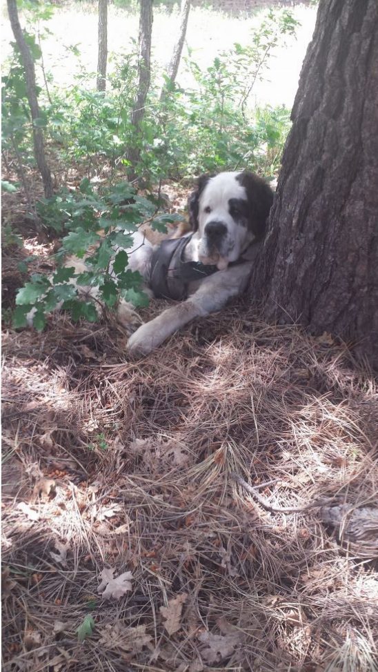 lounging by a tree